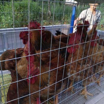 農產品批發供應商丁小亮 - 惠農網電腦版