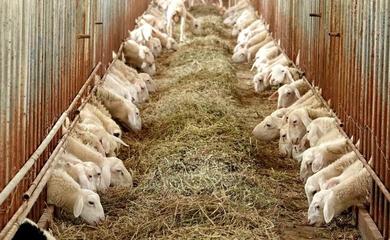 河南,如何成為“中國人的廚房”?