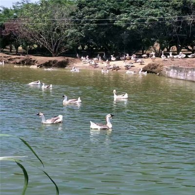 肇慶桂柳鴨苗批發養殖基地-養殖家禽的利潤