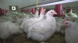 有肥雞飼養場和鳥屋的家禽農場