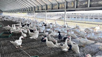 黃石陽新:屯鳥棚里笑聲甜