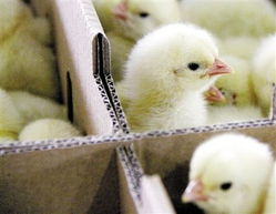 全國養殖場未發現h7n9禽流感病毒