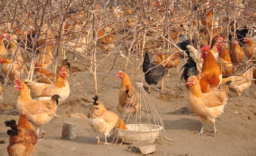 2020年家禽飼養項目市場分析報告