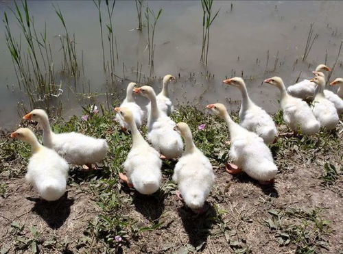 肉鴨漿膜炎什么癥狀 肉鴨漿膜炎的用藥配方,養殖戶一定要了解