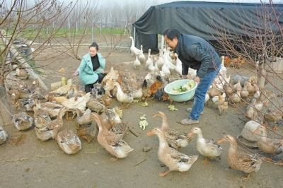 商水縣 林下養殖效益高