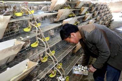 民生 丨 西高山鄉:多元化家禽養殖業打開新錢袋