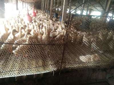 養殖什么家禽收入高