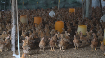 巒城鎮下滕村:雞鴨成群唱響致富交響曲