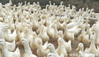 家禽養殖致富之選 養鴨與養鵝的經濟效益對比分析