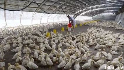 農村養殖業未來發展八大方向，跟準家禽養殖也能賺錢