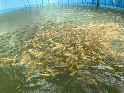 甘肅榆中縣 讓鮮活水產“躍”上百姓餐桌