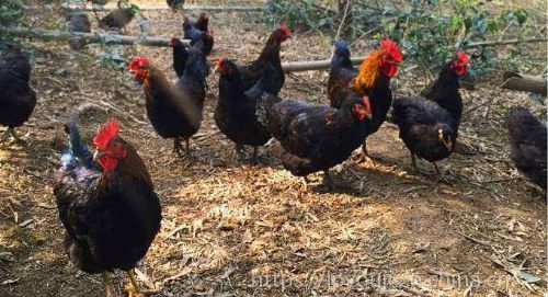 有機家禽養殖技術 健康養殖與可持續發展之路