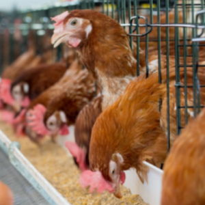 益得來生態健康產業集團 關鍵技術突破引領家禽養殖新篇章