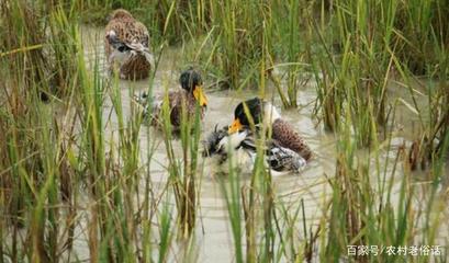 農村養殖雞鴨鵝的成本比較及家禽養殖的普遍偏好