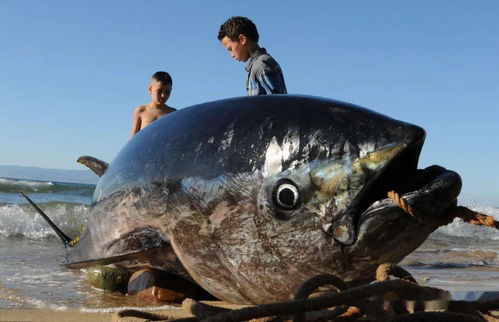 全球水產養殖創歷史新高 FAO發布2020年世界漁業和水產養殖狀況報告