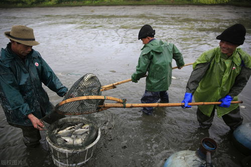 家禽養殖中的解毒誤區與科學方法——阿彬為你詳解