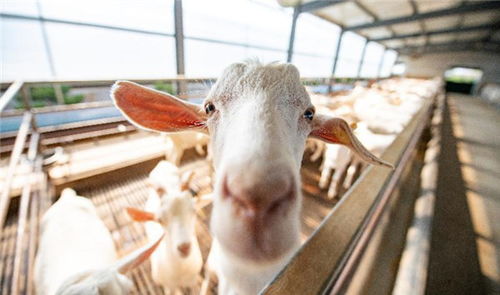 即時零售賦能鎖鮮技術，崇明白山羊肉直連市民餐桌
