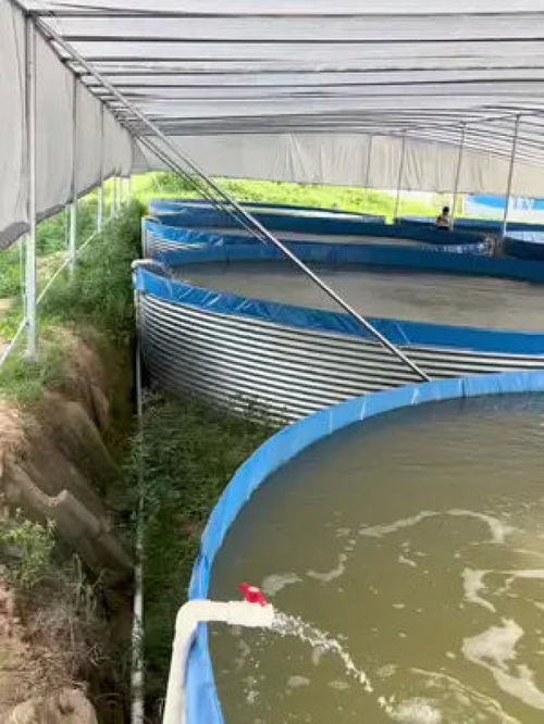 脆羅一代高圍桶集體標粗養殖全過程解析