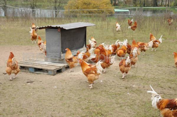 布魯埃恩維辛的家禽養殖 傳統與現代的融合