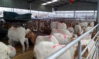 湖南肉牛犢市場行情與養殖策略分析