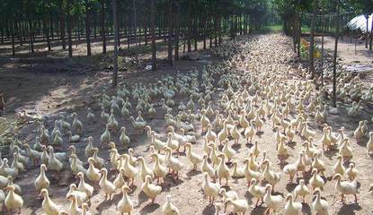 專家指點迷津 農村養殖業的致富新方向——家禽養殖