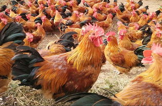 昆明家禽養殖培訓 專業化基地助力養殖技能提升