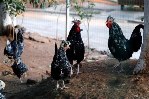 以幸福感與獲得感凝聚創建美麗鄉村的蓬勃力量——水產養殖的實踐路徑