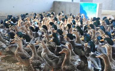 建昌鴨品種特點及其在水產養殖中的應用