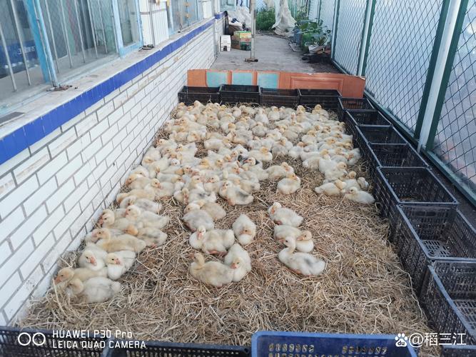 大鵝養殖 農民增收致富的水產養殖新路徑