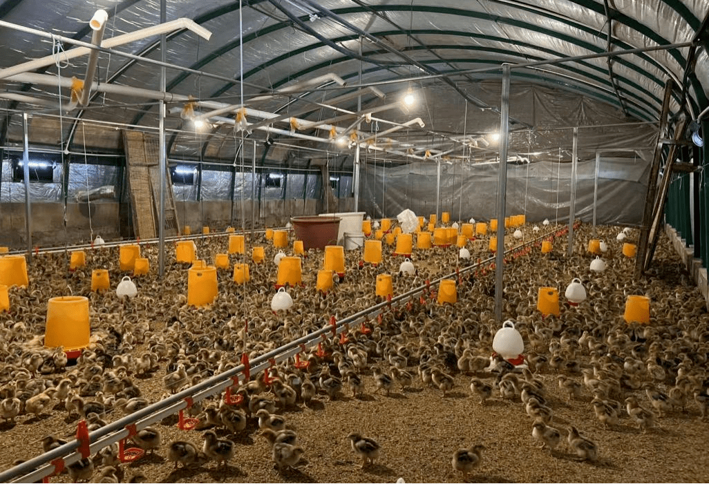 清鎮市王莊鄉小坡村 家禽養殖助力鄉村振興