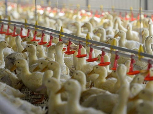 北京烤鴨里的和田味道 水產養殖的跨界融合