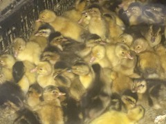 廣西黃麻鴨與雜交麻鴨的養殖優勢及市場前景分析