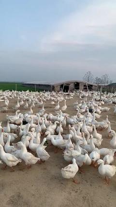 雞鴨鵝養殖基地 家禽養殖的科學管理與高效發展