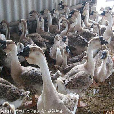 優質純種四季白鵝苗——春來禽業助力皖西水產養殖發展