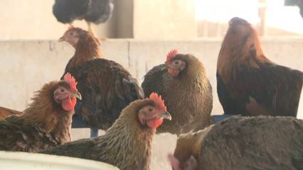 家禽不好賣？政府來幫忙——新干縣多措并舉助力家禽養殖業渡過難關