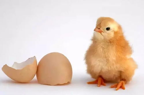 家禽養殖中的挫折與反思