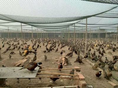 專業孵化，品質保證——江蘇百正孵化場全國供應優質鵝苗、鴨苗