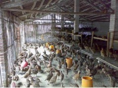 安徽六安珍珠雞、山雞、貴妃雞及水產養殖場介紹