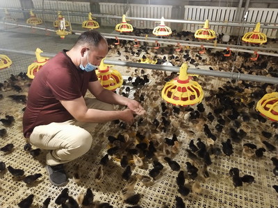 養(yǎng)殖家禽助農(nóng)增收的科學路徑與實踐策略