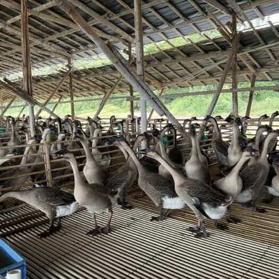 廣東黑棕鵝水產(chǎn)養(yǎng)殖 特色品種與高效養(yǎng)殖技術