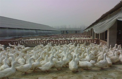 肉鴨養(yǎng)殖的盈利前景與關鍵要素分析