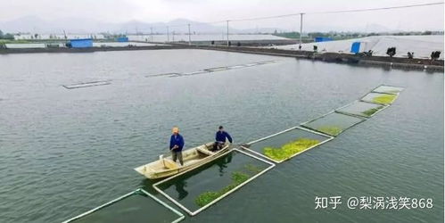 下半年水產(chǎn)養(yǎng)殖與家禽養(yǎng)殖綜合管理策略 應對病害頻發(fā)、雨水增多與喂料難題