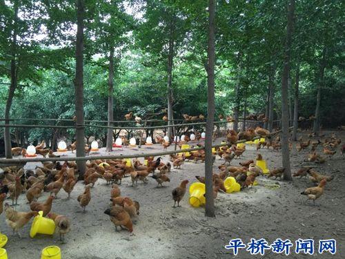 洋河鎮 企業引領水產養殖，帶貧增收促發展