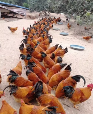 潲水（泔水）禁止養豬飼用后的實用生物處理技術及其在水產養殖中的應用